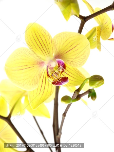 白色背景上開花的黃色蘭花