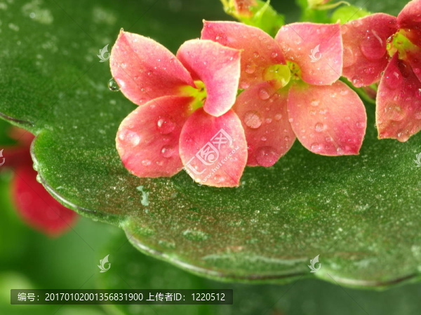 在紅色的長壽花的水滴