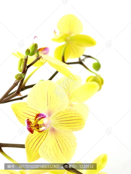 白色背景上開花的黃色蘭花