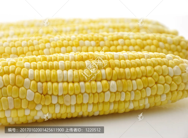 玉米穗
