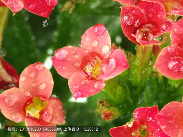 在紅色的長壽花的水滴