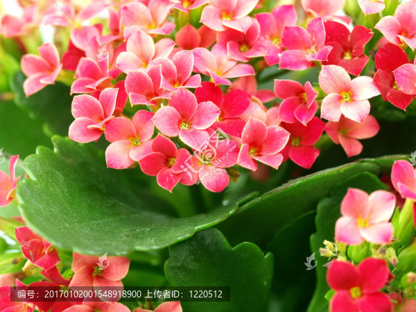 特寫一組長壽花盛開