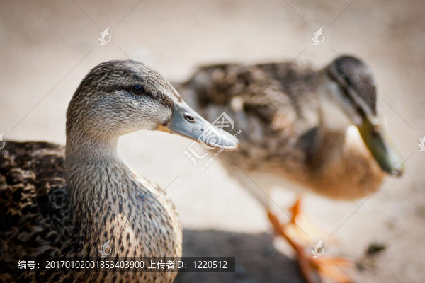 鴨子的前景-匯圖網(wǎng) www.fosd68.com 鴨子的前景