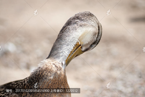 鳥清洗