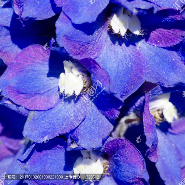 田野上紫羅蘭花
