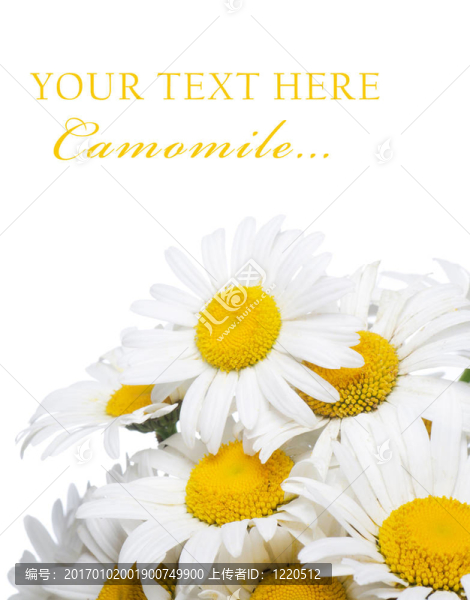 野生camomiles花束