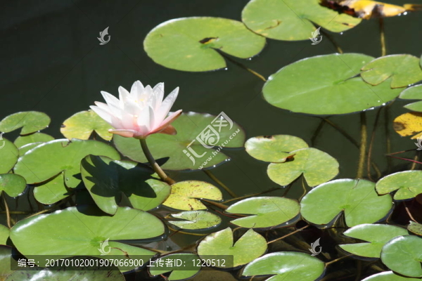睡蓮（粉紅色）