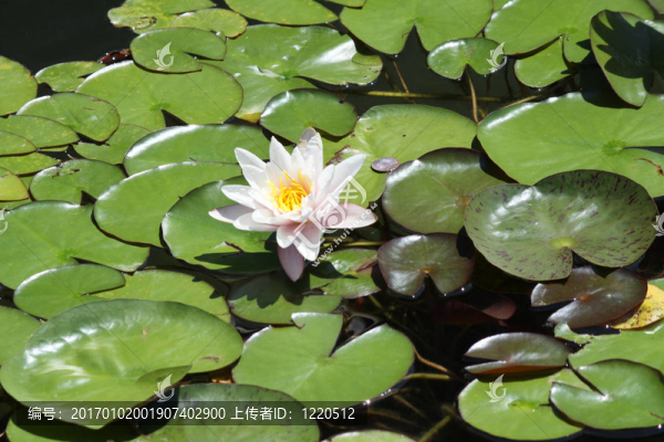 睡蓮（粉紅色）