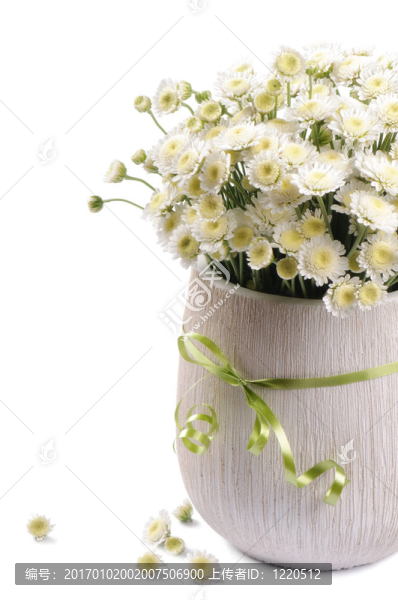 白菊花的花