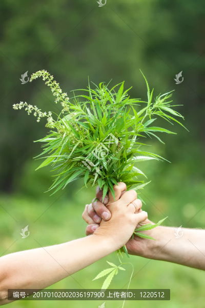 雙手握大麻