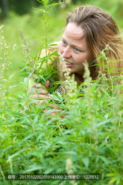 大麻廠的女人