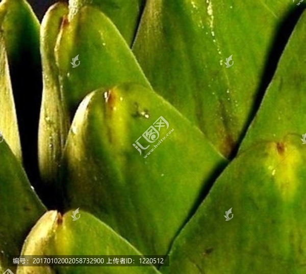 菊芋II