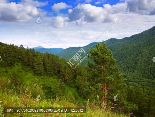 阿爾泰山