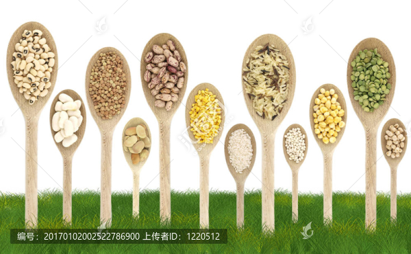 草地上的豆科植物