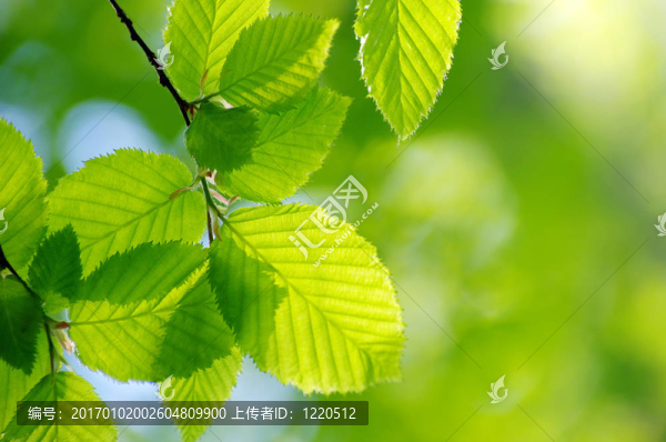 春天是綠色的葉子