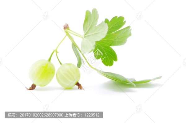 醋栗