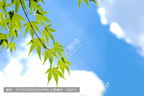 楓葉在天空