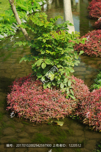 植物站在cieneguilla小溪；接近利馬；秘魯