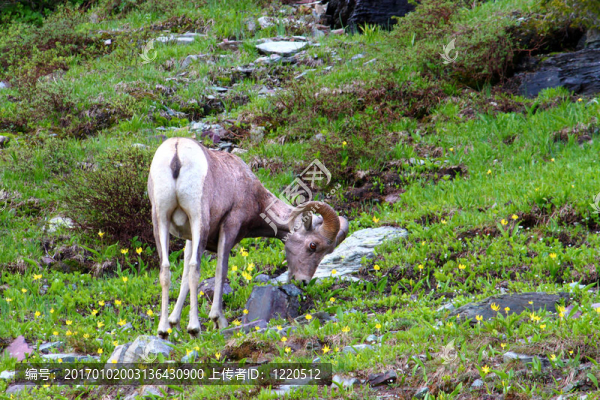 大角羊（Ovis,canadensis）
