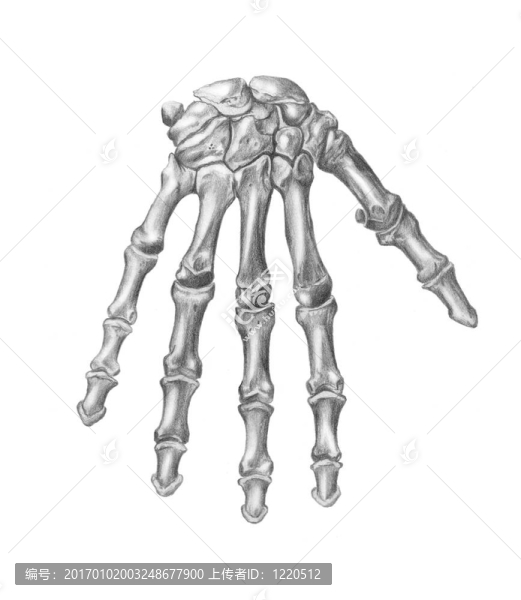 人體解剖學和骷髏頭骨