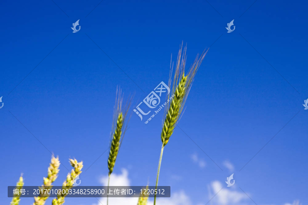 天空背景的小麥穗