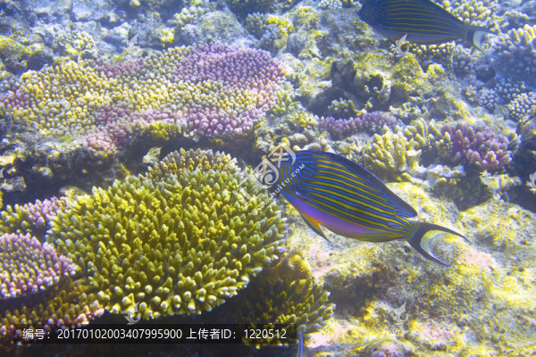 印度洋。在thrickets珊瑚魚