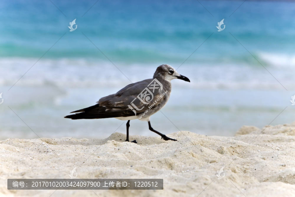 海鷗在沙