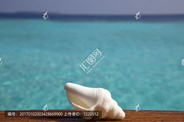 異國(guó)海貝殼