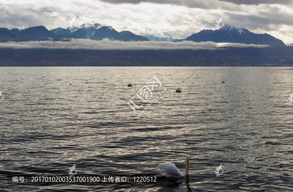 天鵝Lac,Leman（日內(nèi)瓦湖）