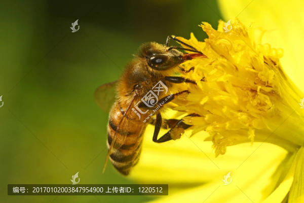 蜜蜂