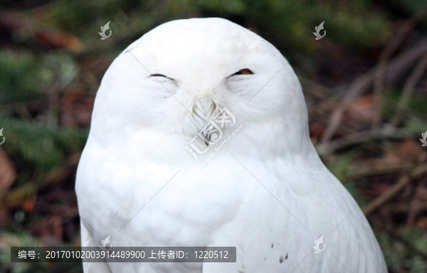 雪白的貓頭鷹。瓦城西北野生動物園照片。