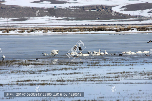 禿頭鷹。照片攝于下克拉馬斯國家野生動物保護(hù)區(qū)；CA.