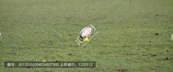 球座上的橄欖球