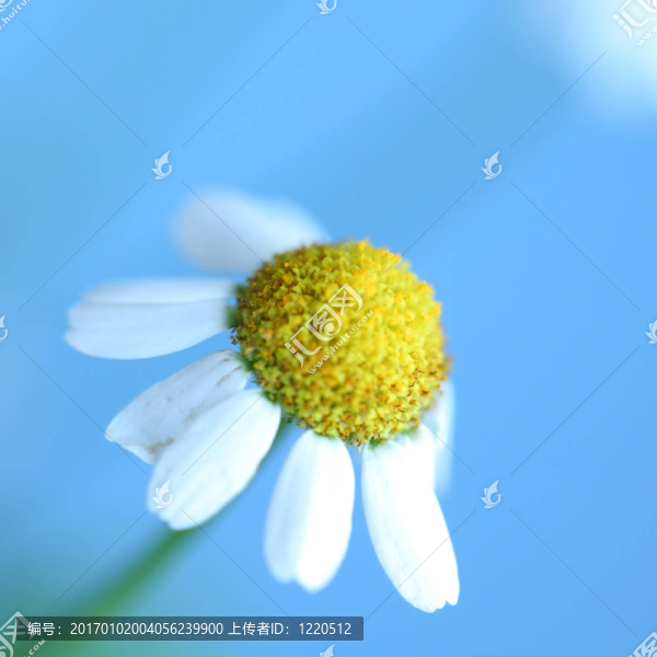 chamomiles