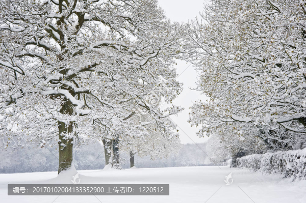 冬季森林雪景