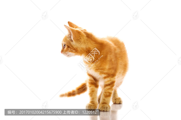 紅色的小貓咪
