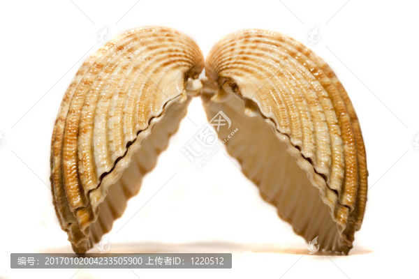 打開鳥蛤殼