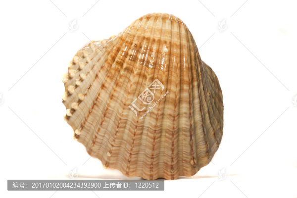 半扇貝殼