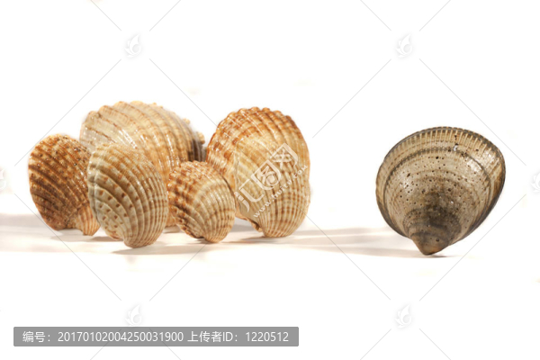 貝殼