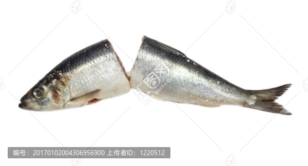 白底腌鯡魚