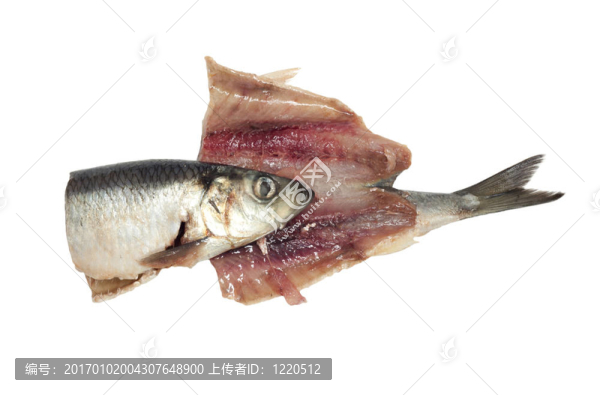 白色背景上腌制的鯡魚