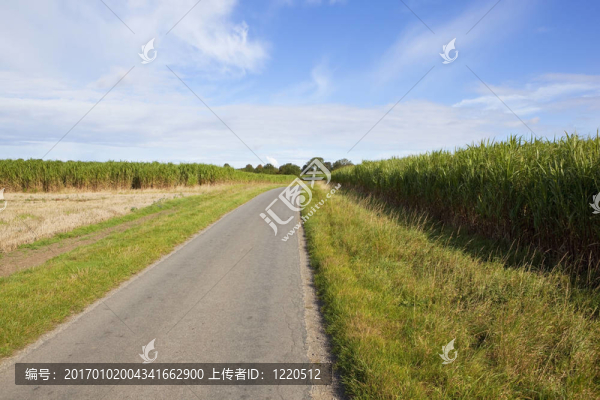 大象草路