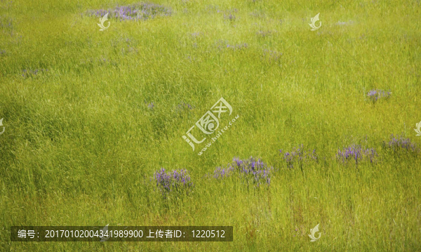 在高草田野里的薰衣草