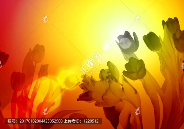 花卉背景插圖