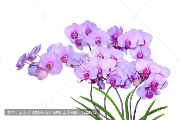 Phalaenopsis,Ho的幸福奧克蘭