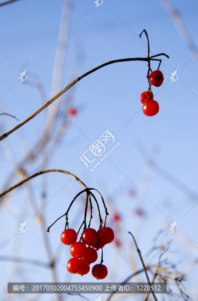 冬紅珊瑚的漿果