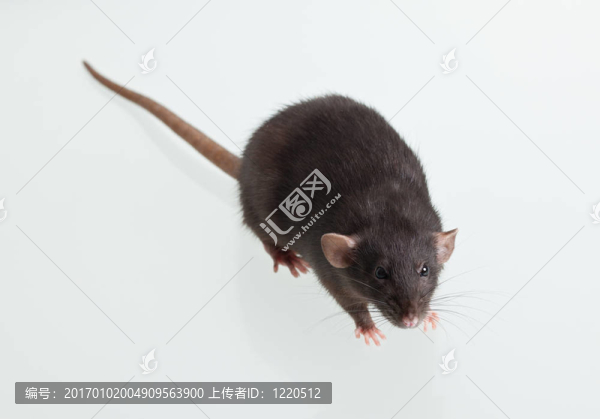 黑家鼠