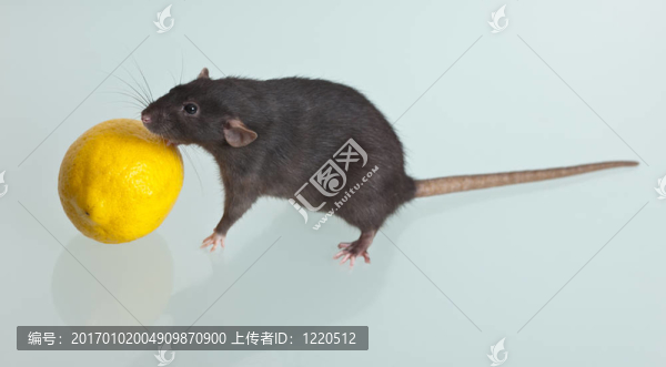 檸檬鼠