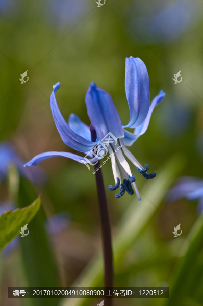 藍(lán)色的雪花蓮