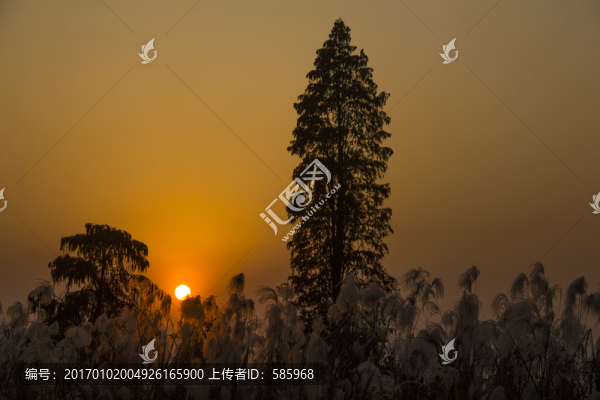 蘆葦夕陽(yáng)